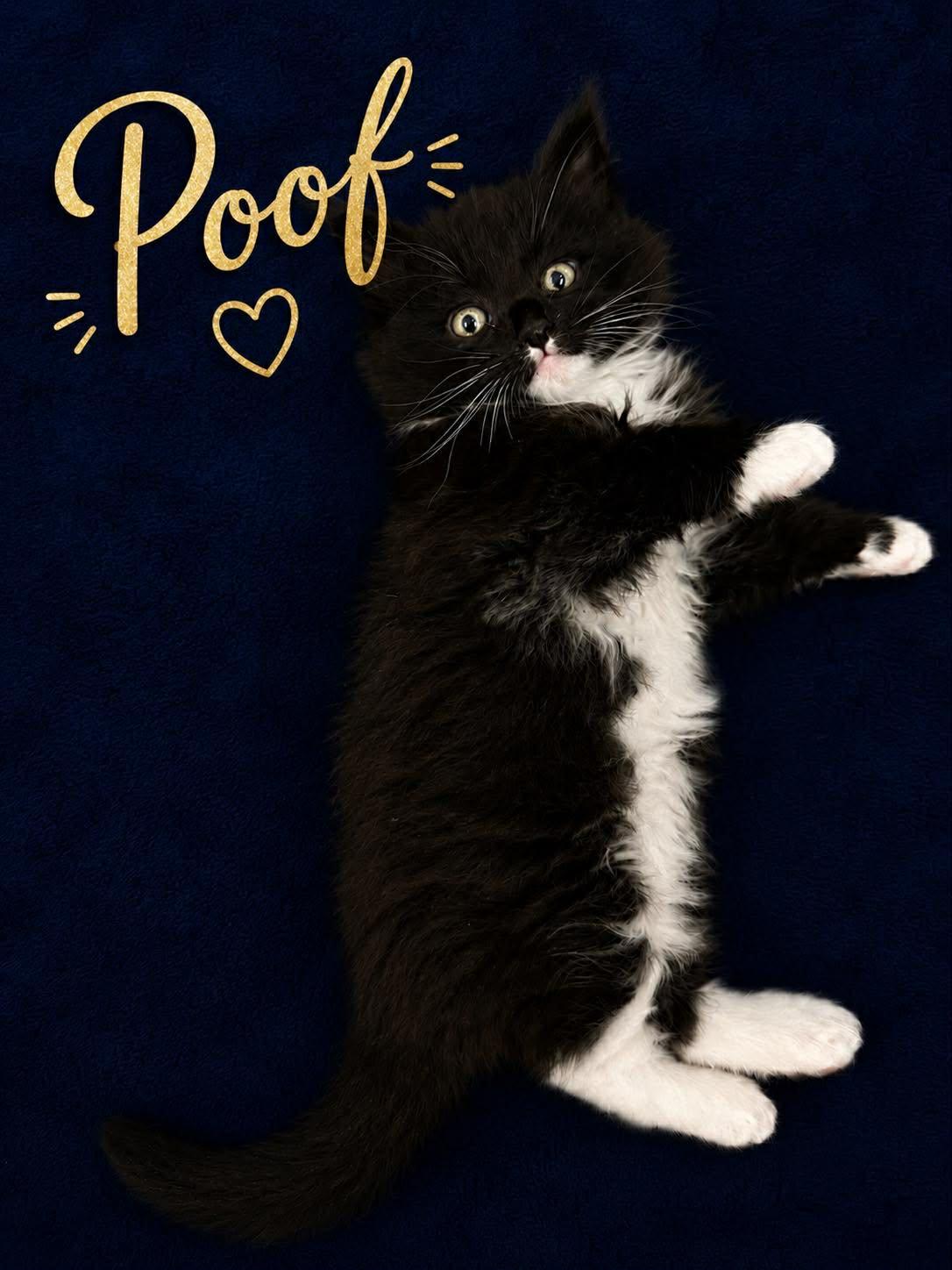 Enlarge Poof, an adopted Domestic Long Hair in Shakopee, MN image 1/4