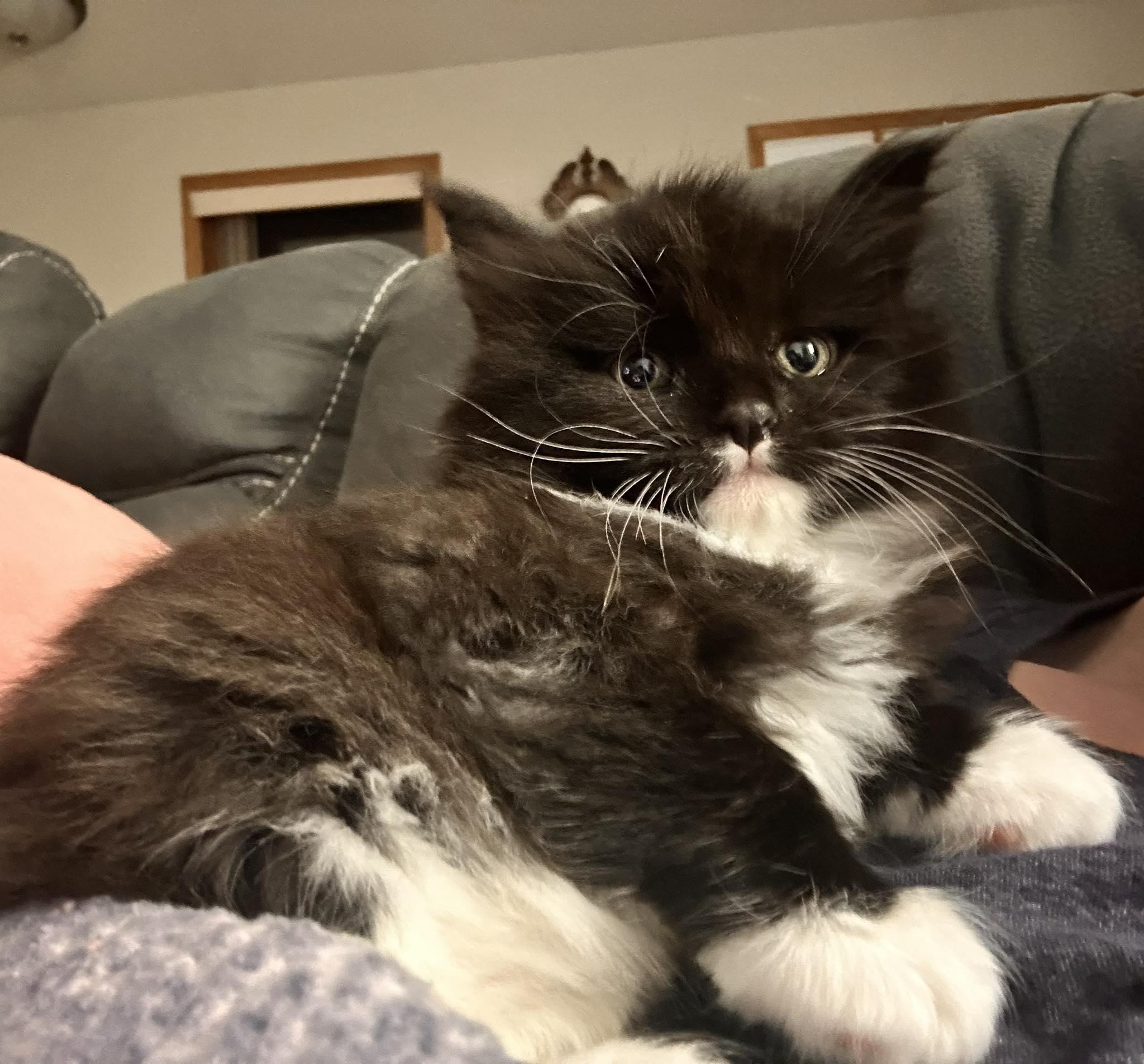 Enlarge Poof, an adopted Domestic Long Hair in Shakopee, MN image 4/4