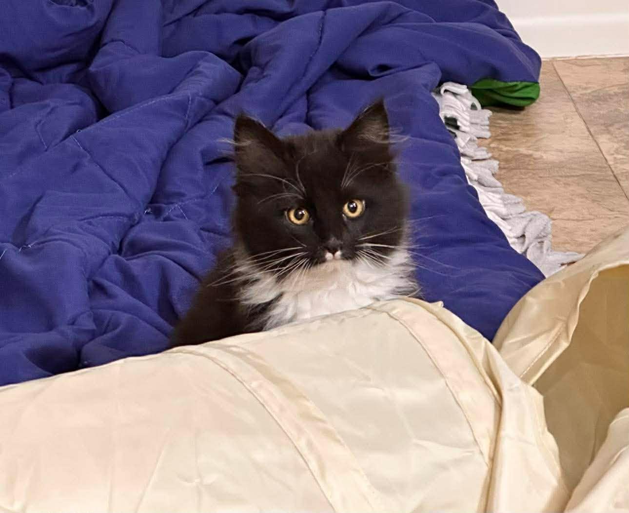 Enlarge Poof, an adopted Domestic Long Hair in Shakopee, MN image 2/4