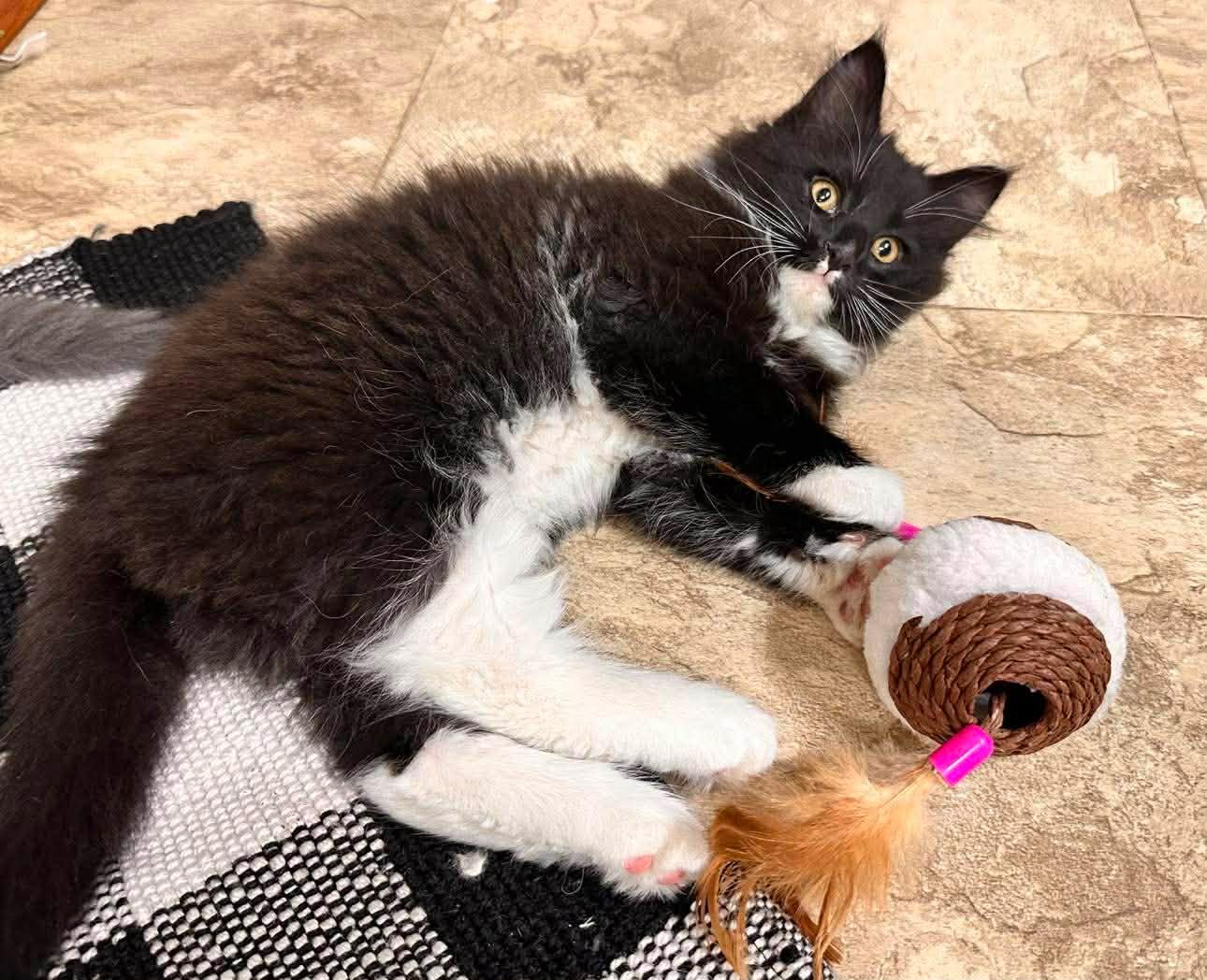 Enlarge Poof, an adopted Domestic Long Hair in Shakopee, MN image 3/4