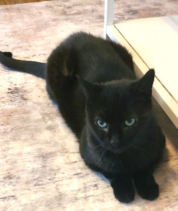 Enlarge Cindy, an adopted Domestic Short Hair in Stoney Creek, ON image 1/3