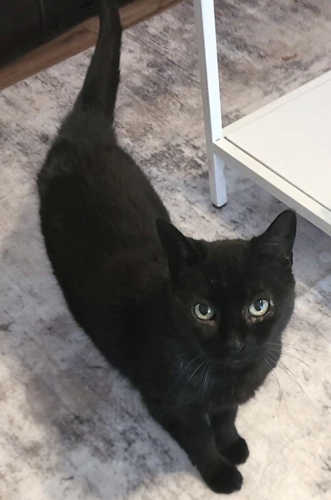 Enlarge Cindy, an adopted Domestic Short Hair in Stoney Creek, ON image 3/3