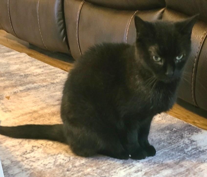 Enlarge Cindy, an adopted Domestic Short Hair in Stoney Creek, ON image 2/3