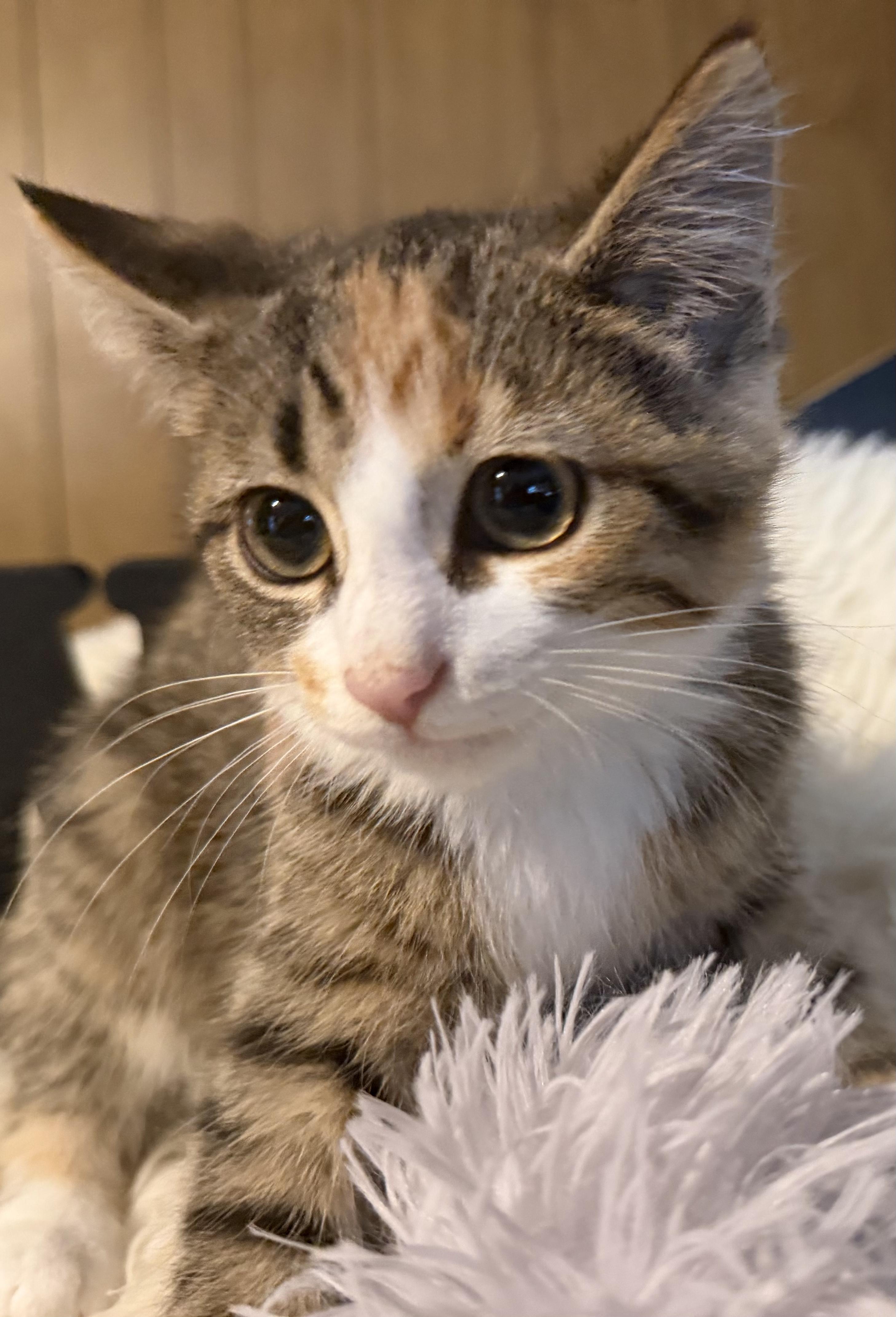 Moya, Adoptable, Young Female Calico.