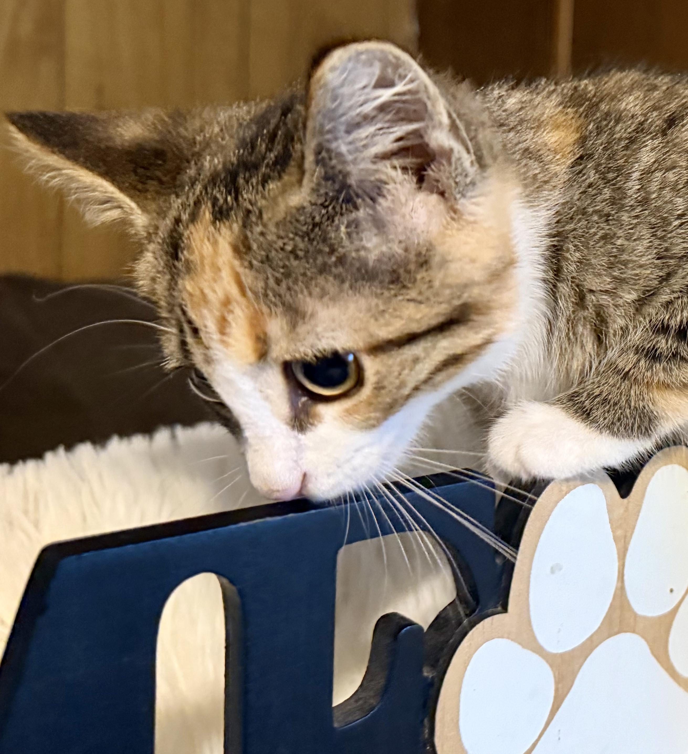 Enlarge Moya, a Adoptable Calico in Mears, MI image 3/4