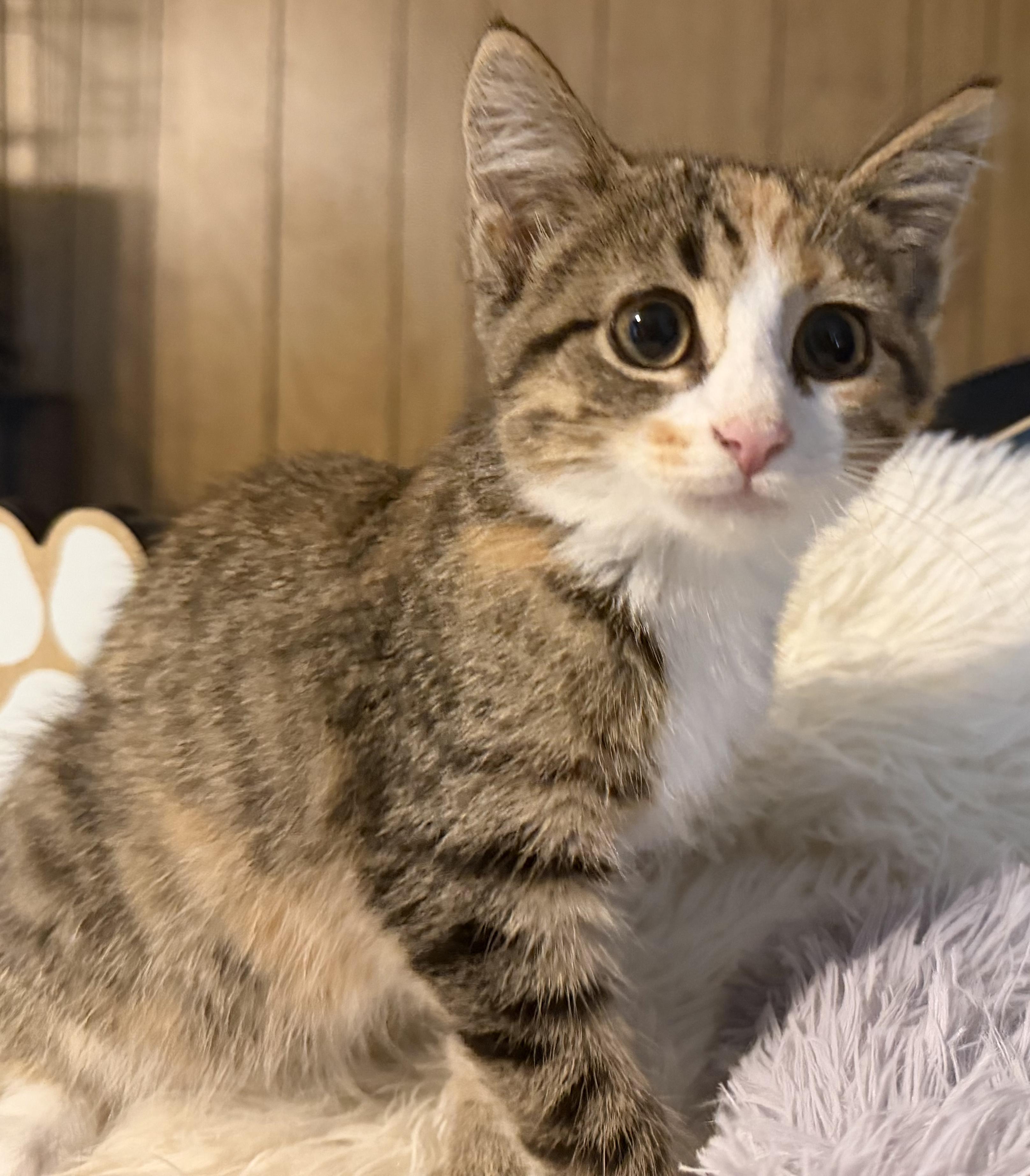 Enlarge Moya, a Adoptable Calico in Mears, MI image 2/4