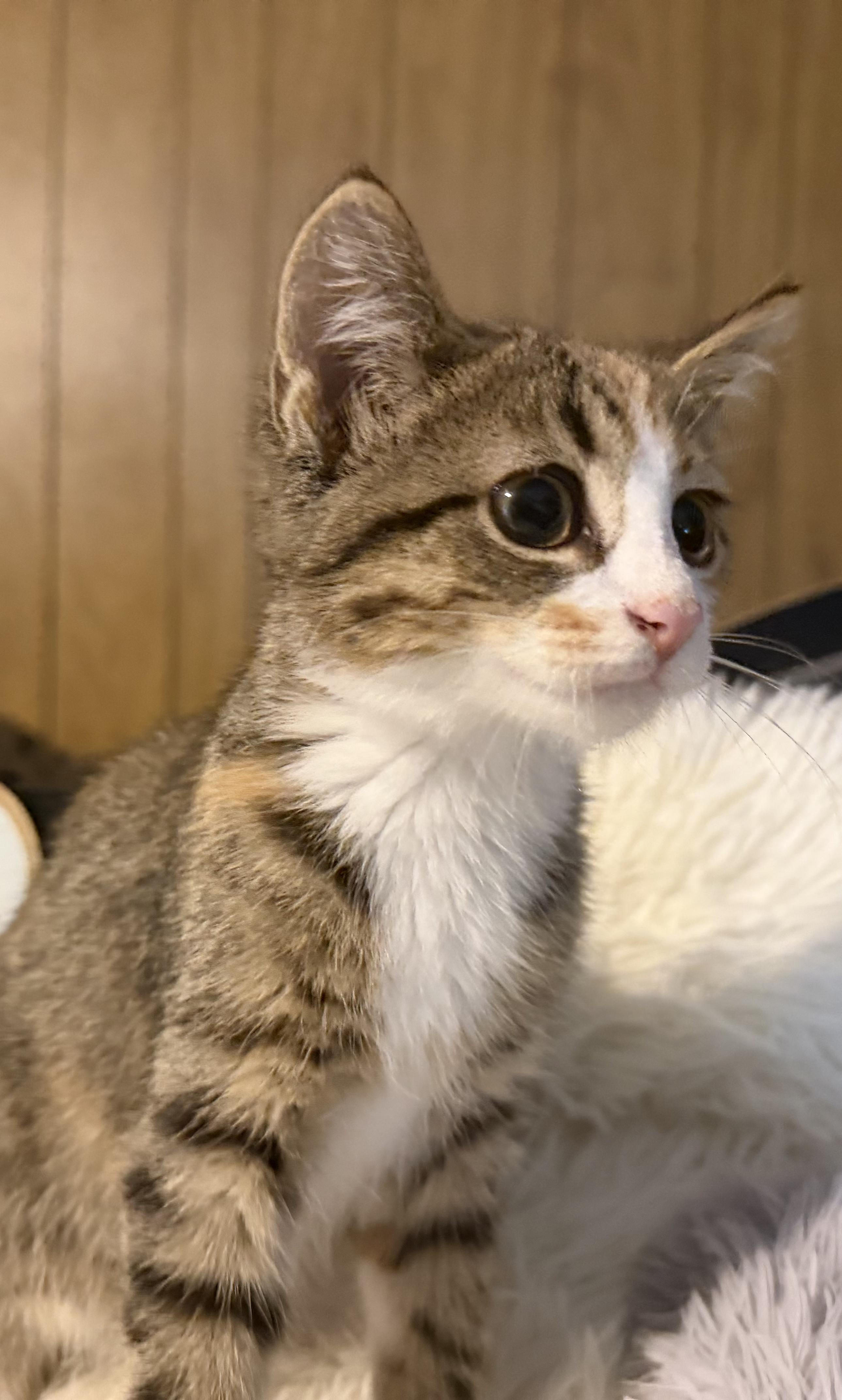 Enlarge Moya, a Adoptable Calico in Mears, MI image 4/4