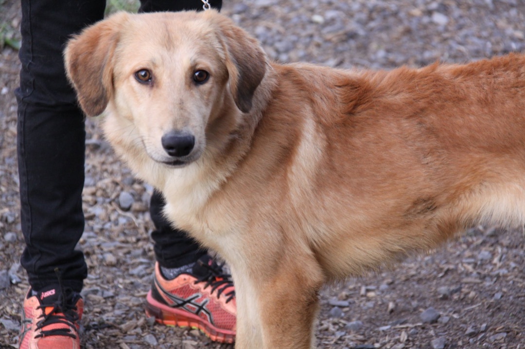 Dan, Adoptable, Young Male Golden Retriever & Saluki.