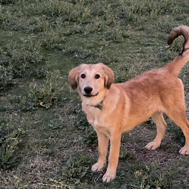 Enlarge Dan, a Adoptable mixed breed in Vaudreuil-Dorion, QC image 2/3