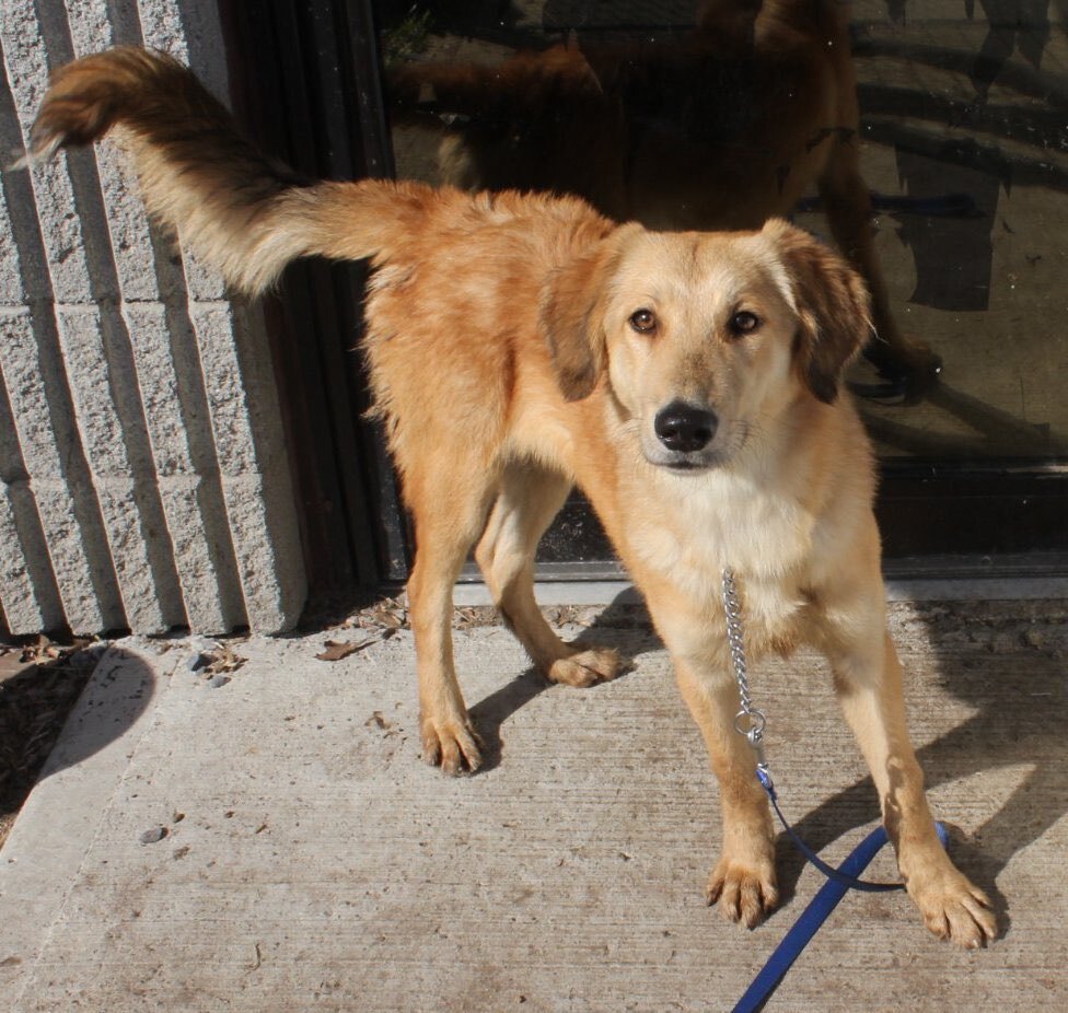 Enlarge Dan, a Adoptable mixed breed in Vaudreuil-Dorion, QC image 3/3