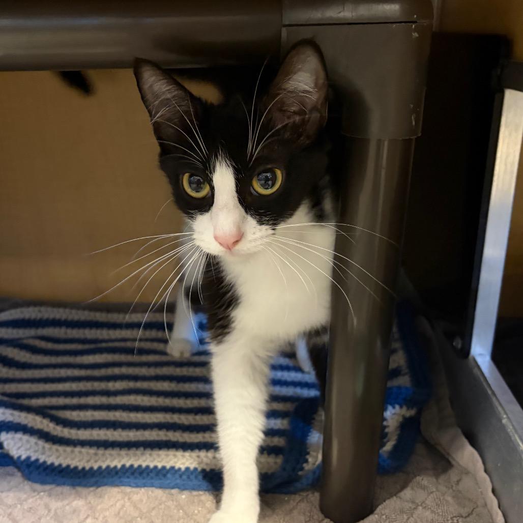 Vella, Adoptable, Young Female Domestic Short Hair.