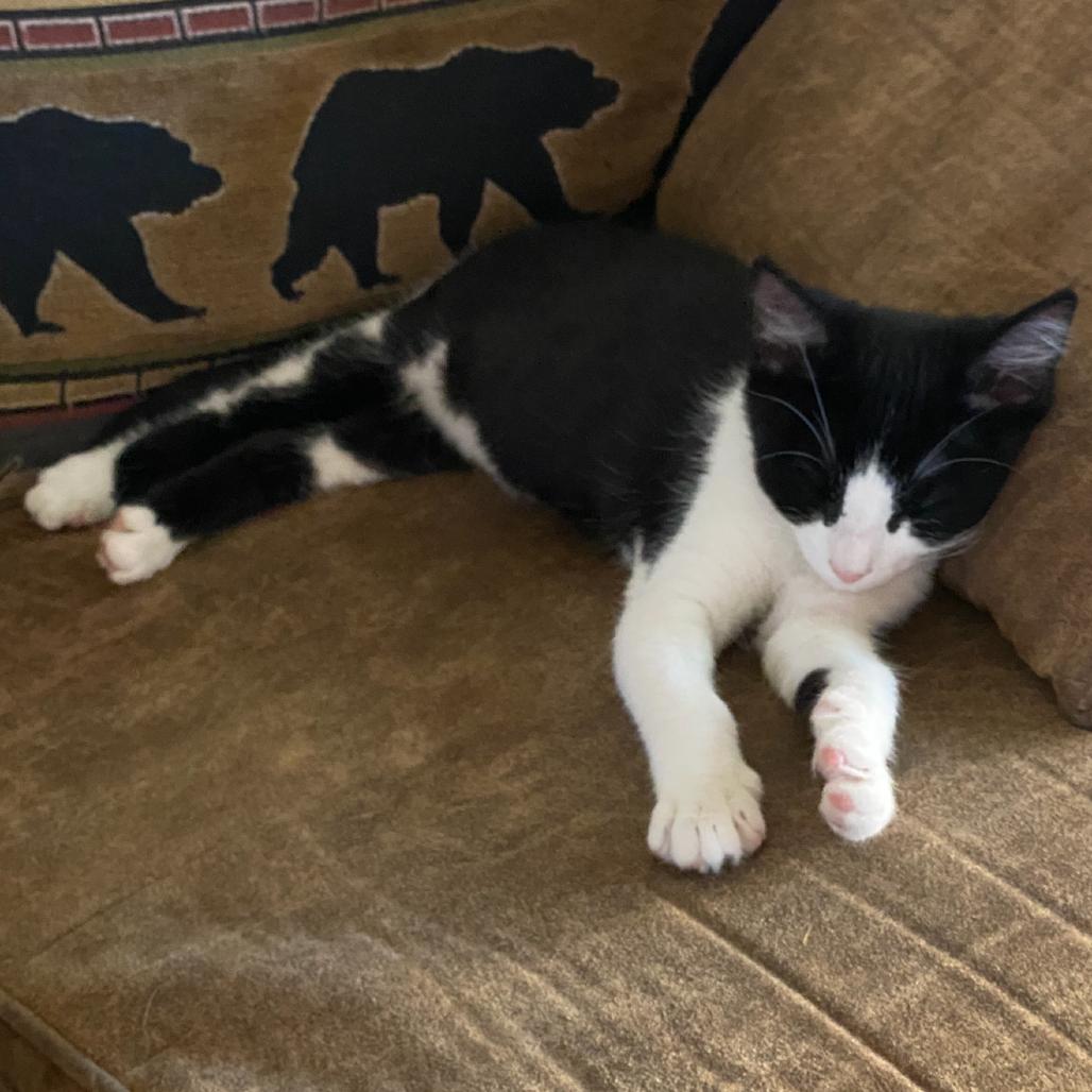 Olivia, Adoptable, Kitten Female Domestic Short Hair.