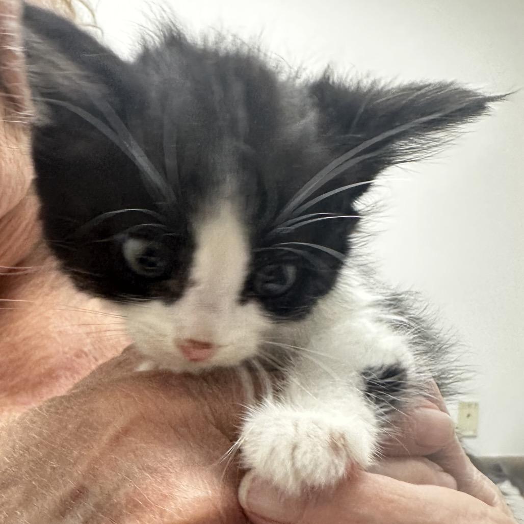 Enlarge Olivia, a Adoptable Domestic Short Hair in Ashland, OR image 2/2