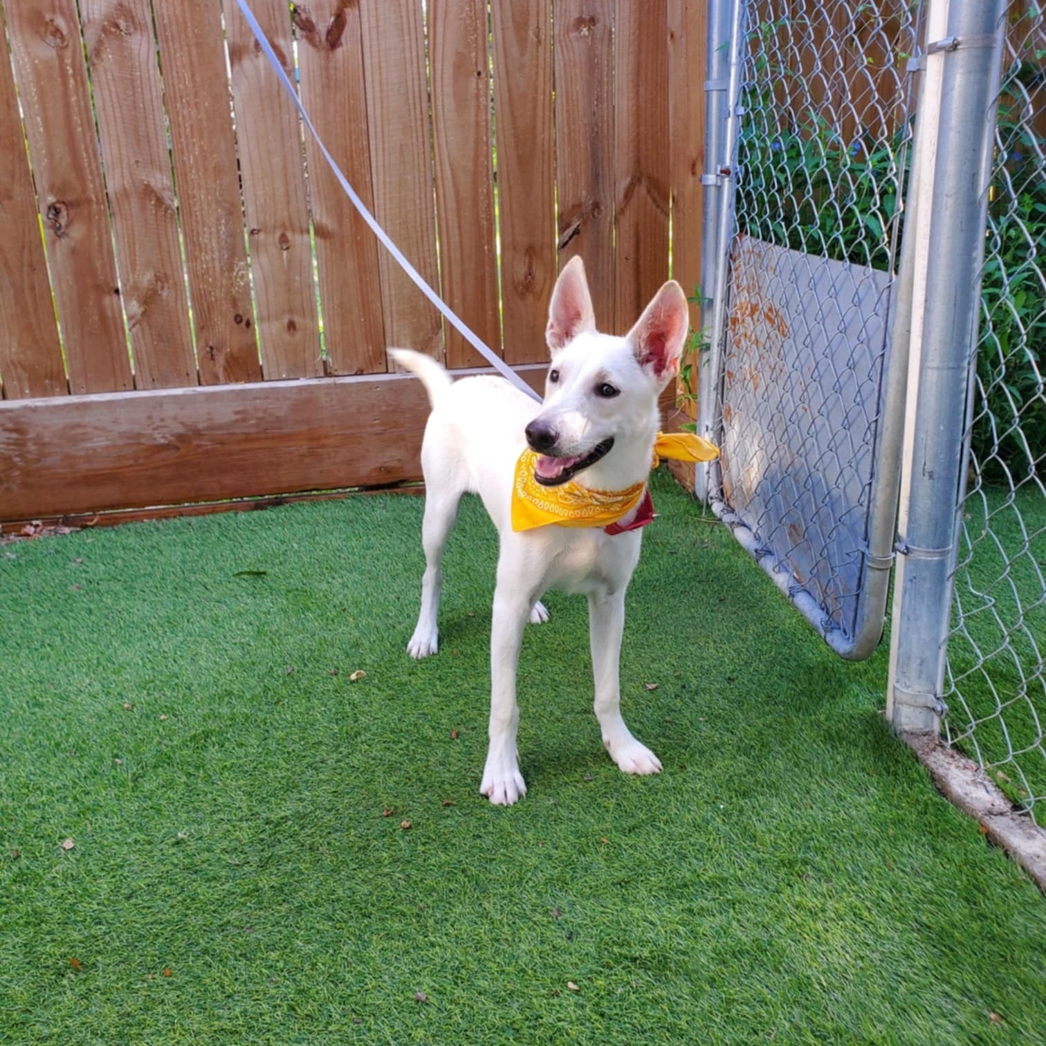 Dog for adoption Azalea, a German Shepherd Dog in Lancaster, PA