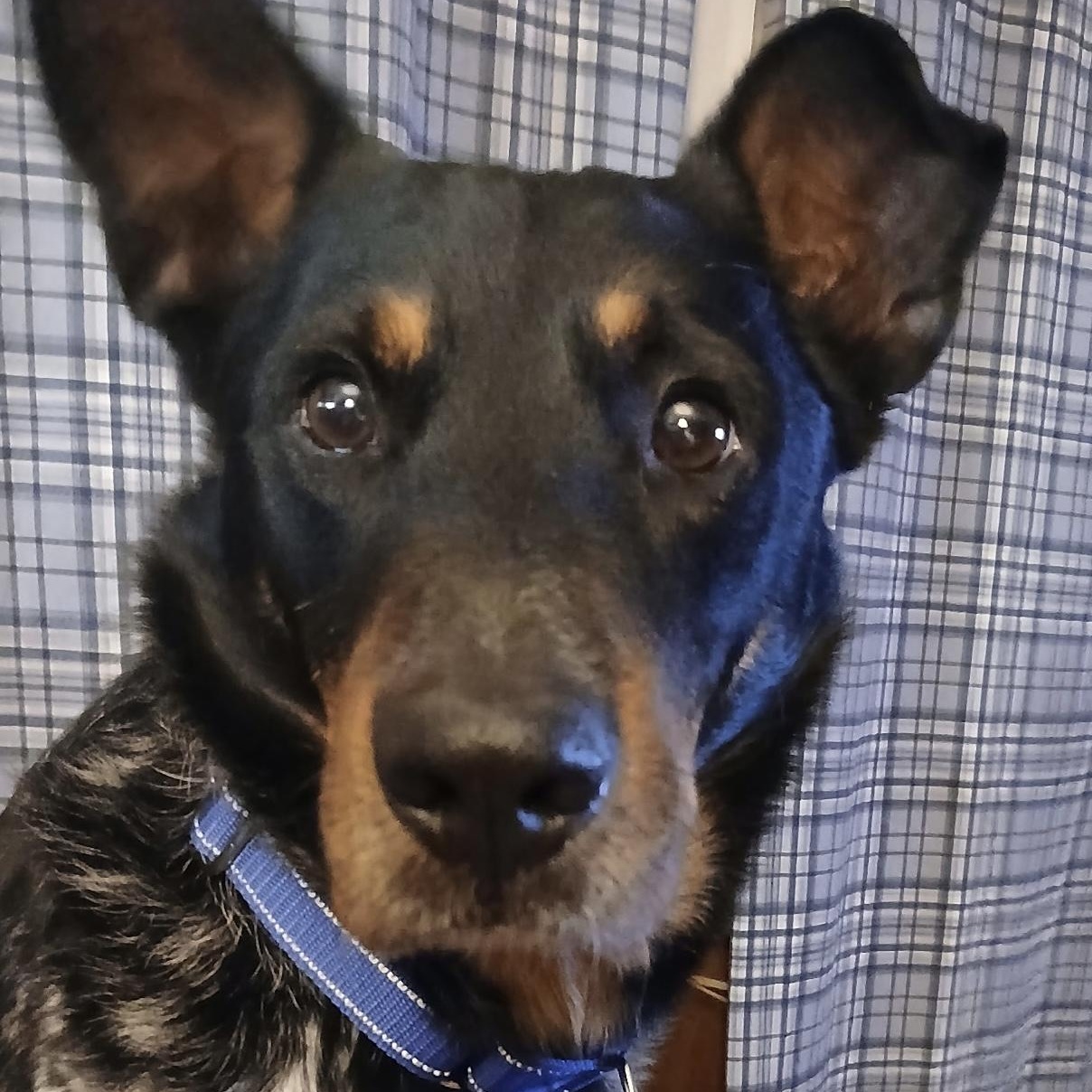 Hustle, ADOPTABLE, Adult Male Australian Shepherd & Australian Cattle Dog / Blue Heeler.