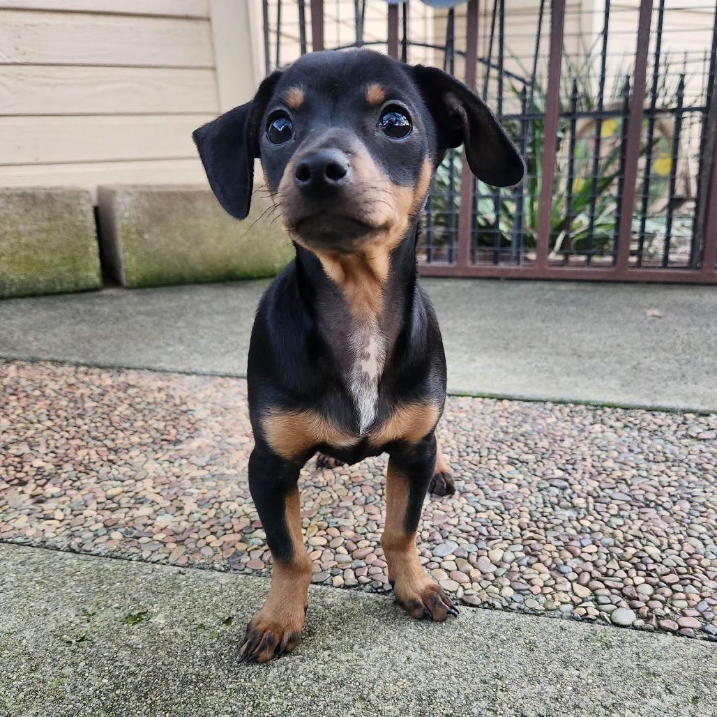 Georgie, Adoptable, Puppy Male Dachshund & Miniature Pinscher.