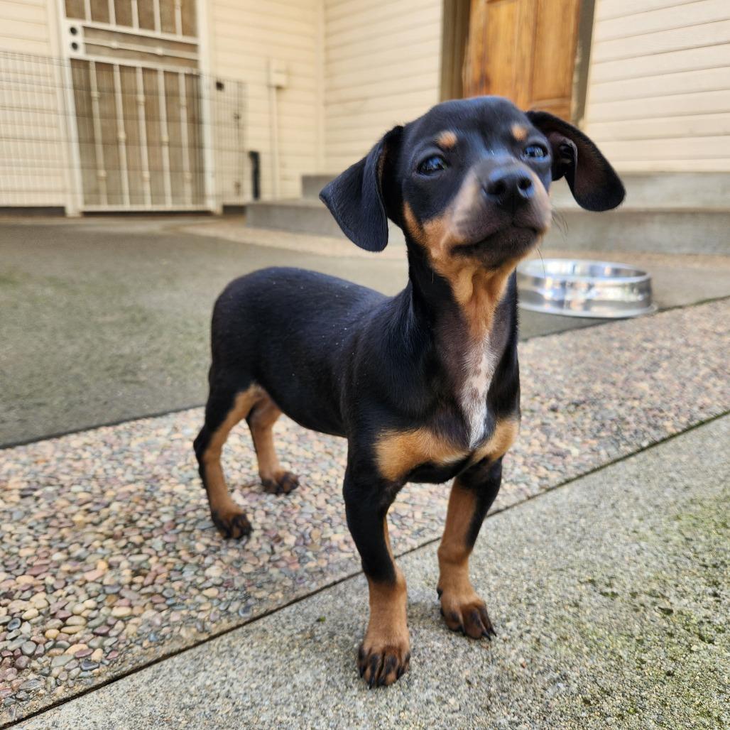Georgie, a Adoptable mixed breed in Pacifica, CA image 2/2