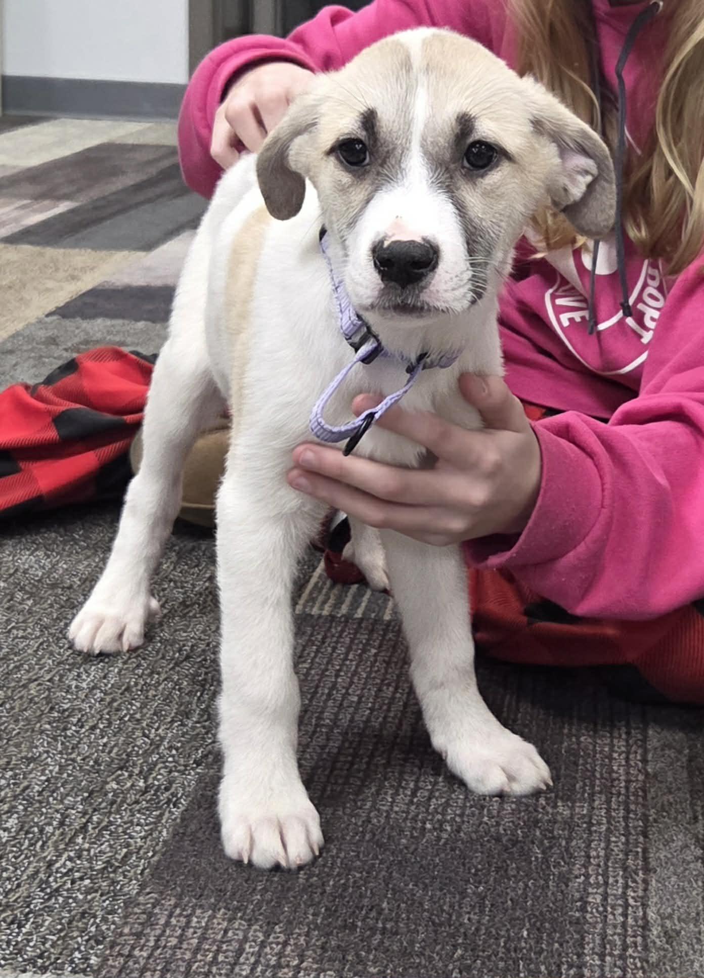 Swiss the Puppy!, Adoptable, Puppy Female Labrador Retriever & Australian Shepherd.