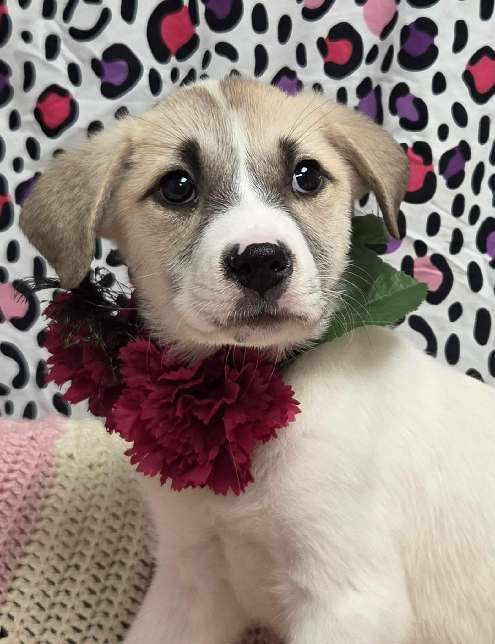 Enlarge Swiss the Puppy!, a Adoptable mixed breed in Muskego, WI image 1/6