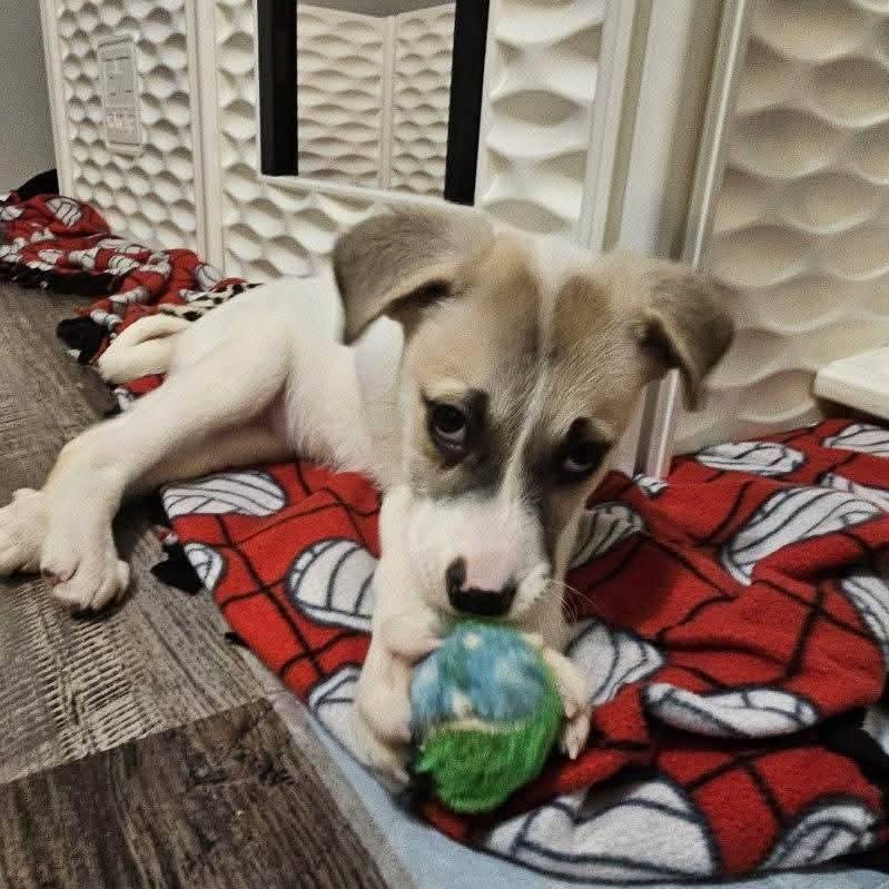 Enlarge Swiss the Puppy!, a Adoptable mixed breed in Muskego, WI image 6/6