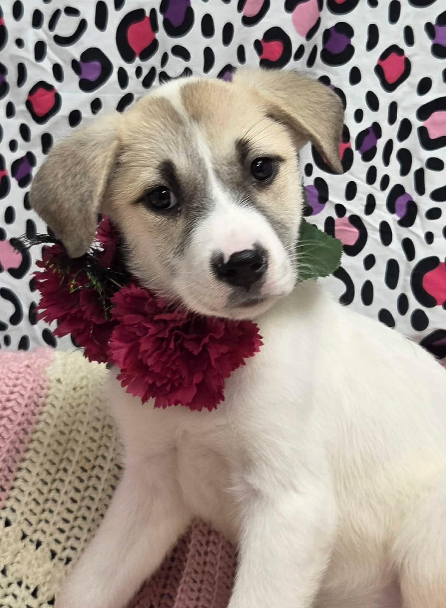 Enlarge Swiss the Puppy!, a Adoptable mixed breed in Muskego, WI image 3/6