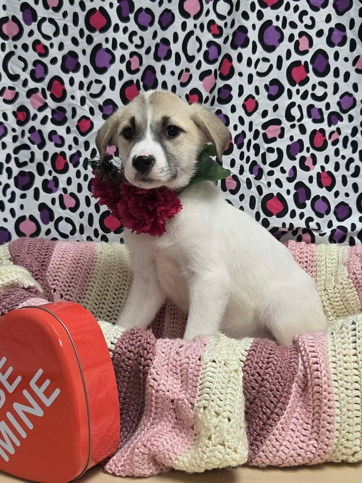 Enlarge Swiss the Puppy!, a Adoptable mixed breed in Muskego, WI image 4/6