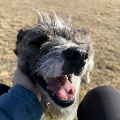 Enlarge Bo, a ADOPTABLE mixed breed in Hamilton, MT image 5/5