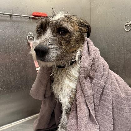 Enlarge Bo, a ADOPTABLE mixed breed in Hamilton, MT image 4/5