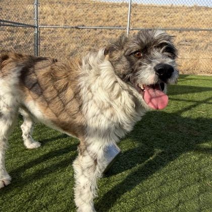 Enlarge Bo, a ADOPTABLE mixed breed in Hamilton, MT image 3/5