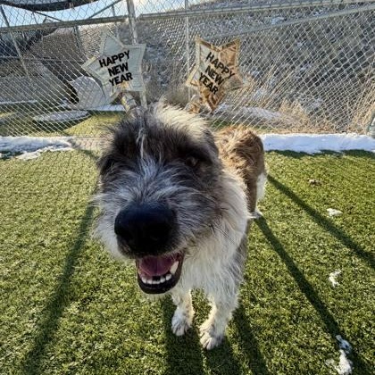 Enlarge Bo, a ADOPTABLE mixed breed in Hamilton, MT image 2/5