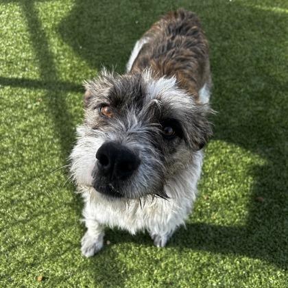 Bo, ADOPTABLE, Young Male Terrier.