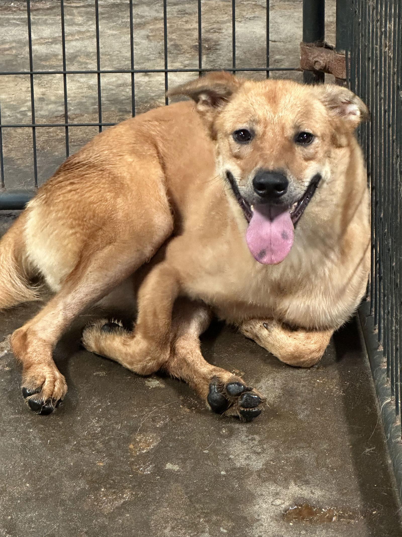 Enlarge Blair, a Adoptable mixed breed in Jackson, MS image 1/3