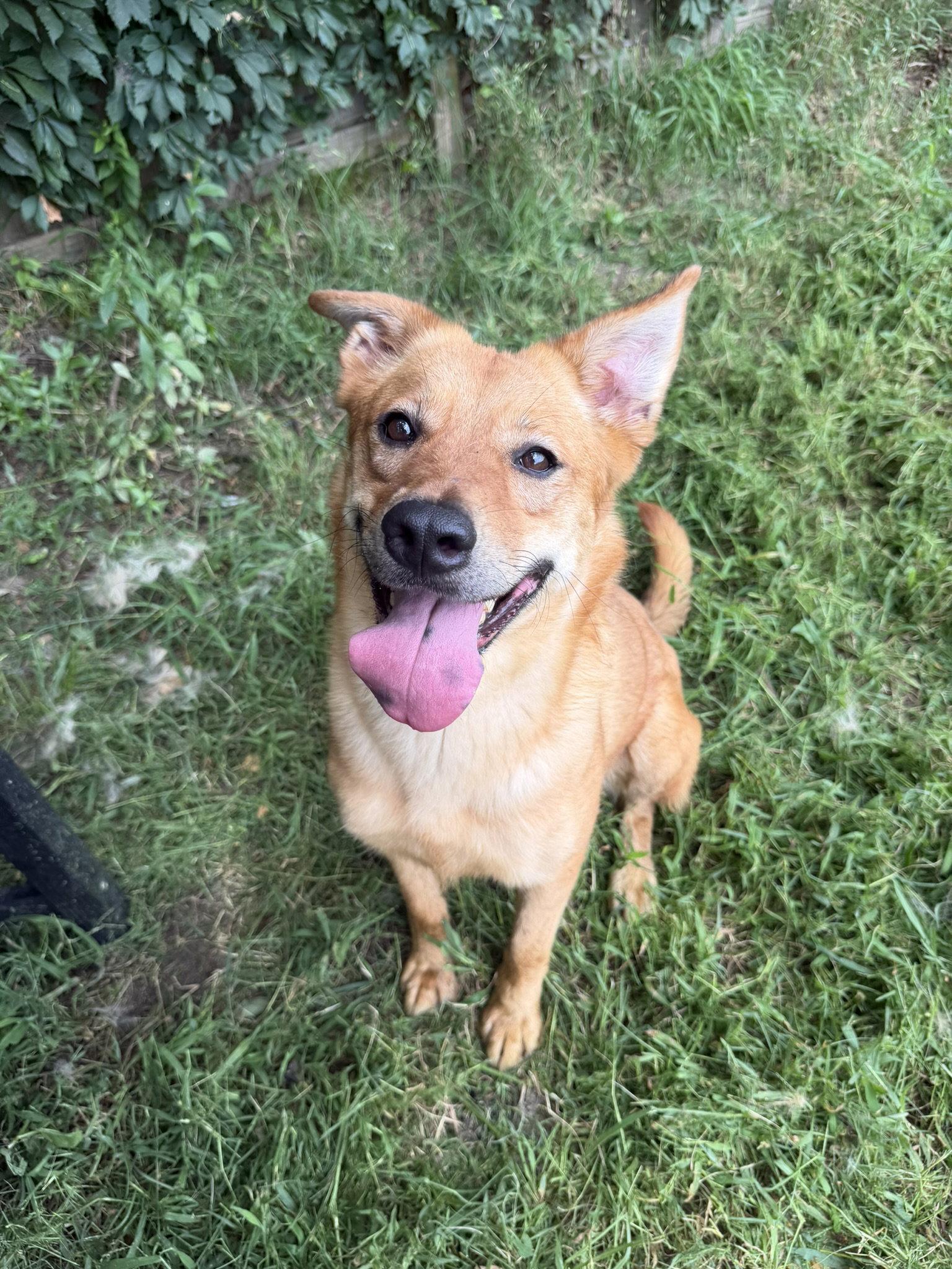 Enlarge Blair, a Adoptable mixed breed in Jackson, MS image 2/3