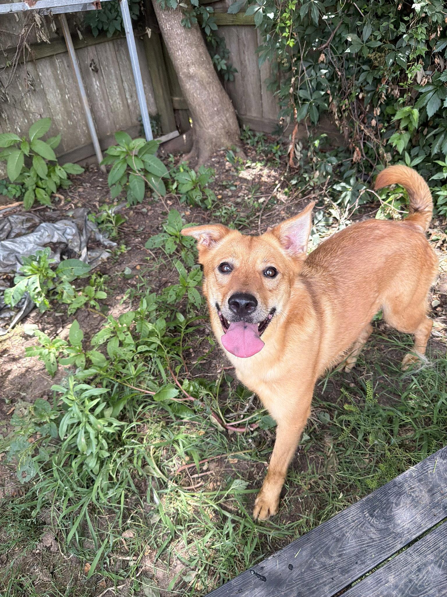 Enlarge Blair, a Adoptable mixed breed in Jackson, MS image 3/3