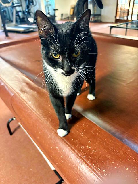 Enlarge Hannah, an adoptable Domestic Short Hair in Pittsburgh, PA image 3/4