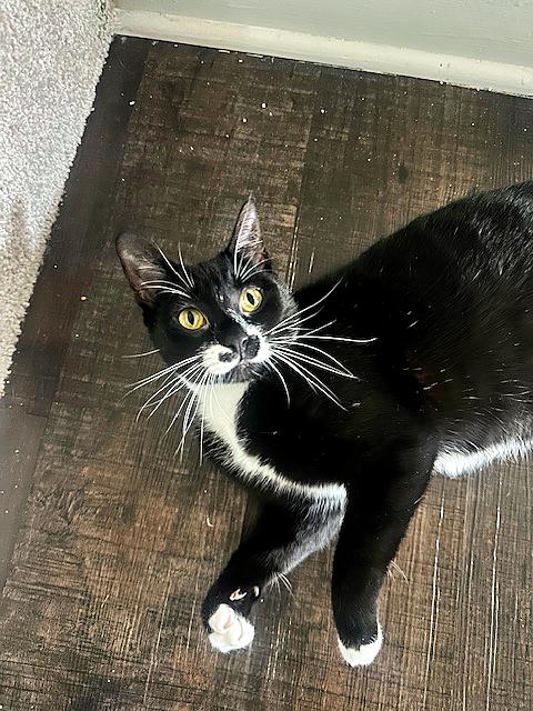 Enlarge Hannah, an adoptable Domestic Short Hair in Pittsburgh, PA image 2/4