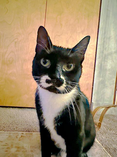 Enlarge Hannah, an adoptable Domestic Short Hair in Pittsburgh, PA image 1/4