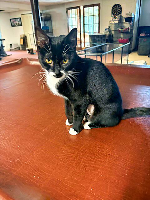 Enlarge Hannah, an adoptable Domestic Short Hair in Pittsburgh, PA image 4/4