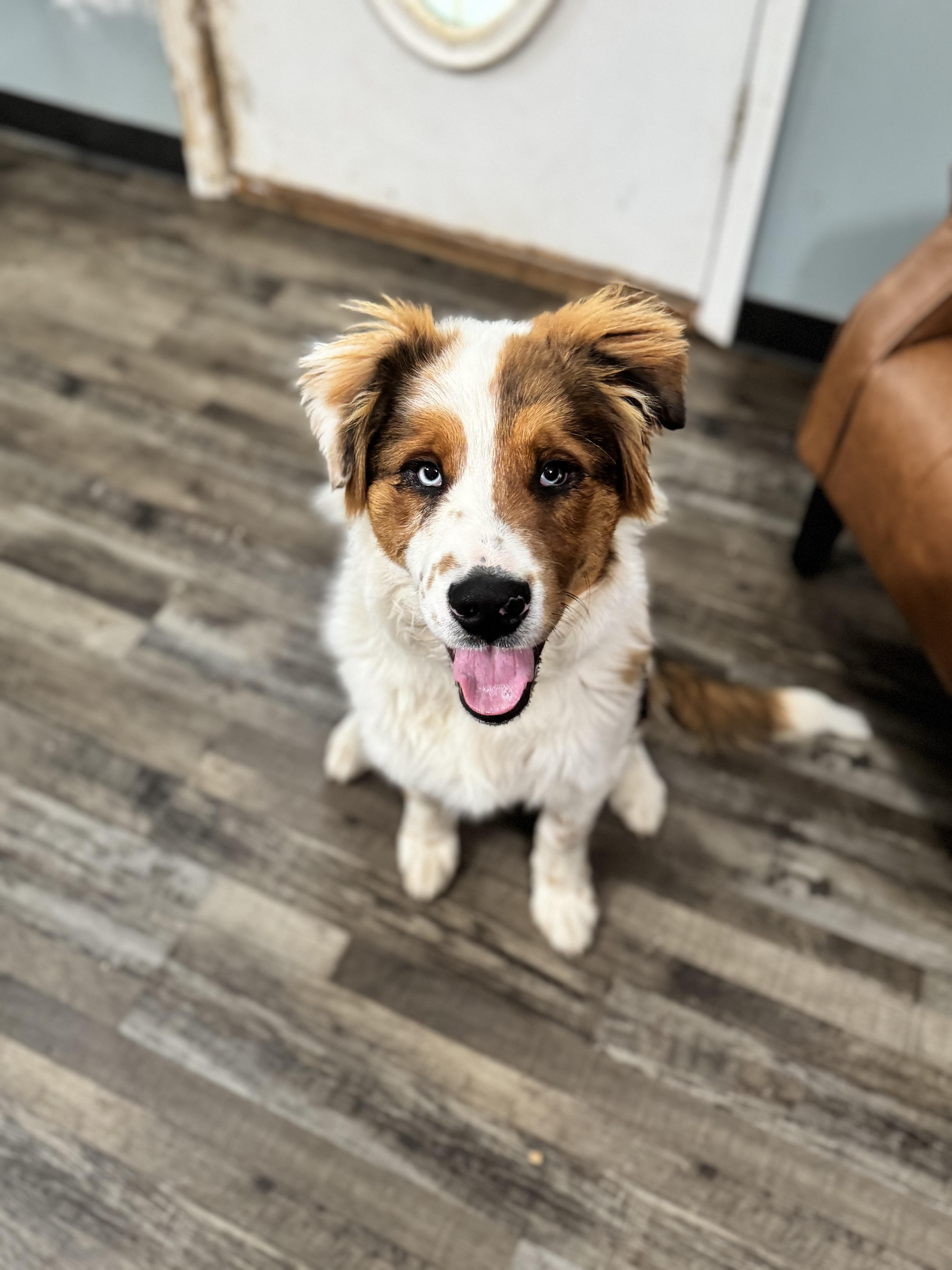 Enlarge Jolly, an adopted mixed breed in Sequatchie, TN image 3/5