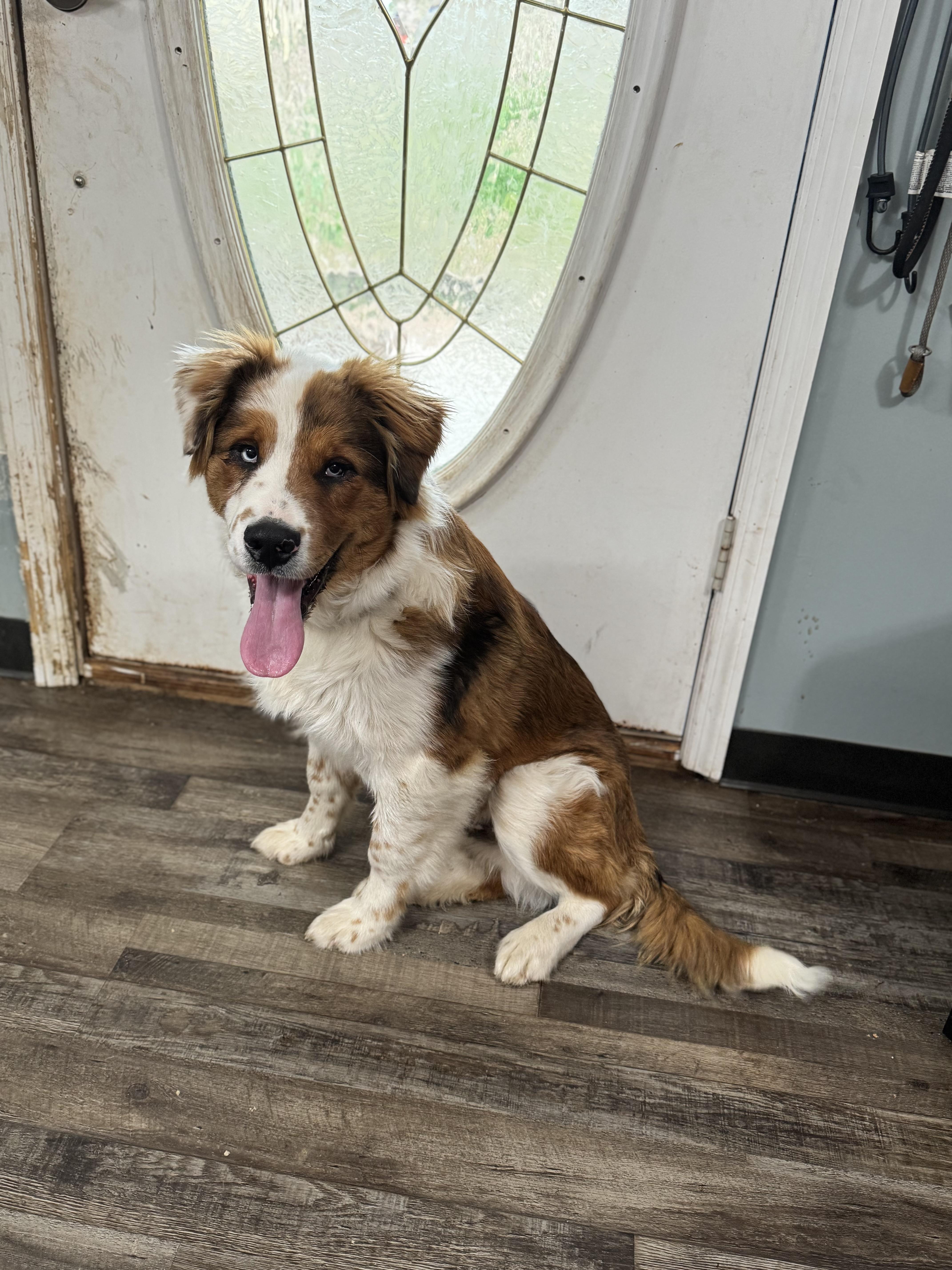 Enlarge Jolly, an adopted mixed breed in Sequatchie, TN image 2/5