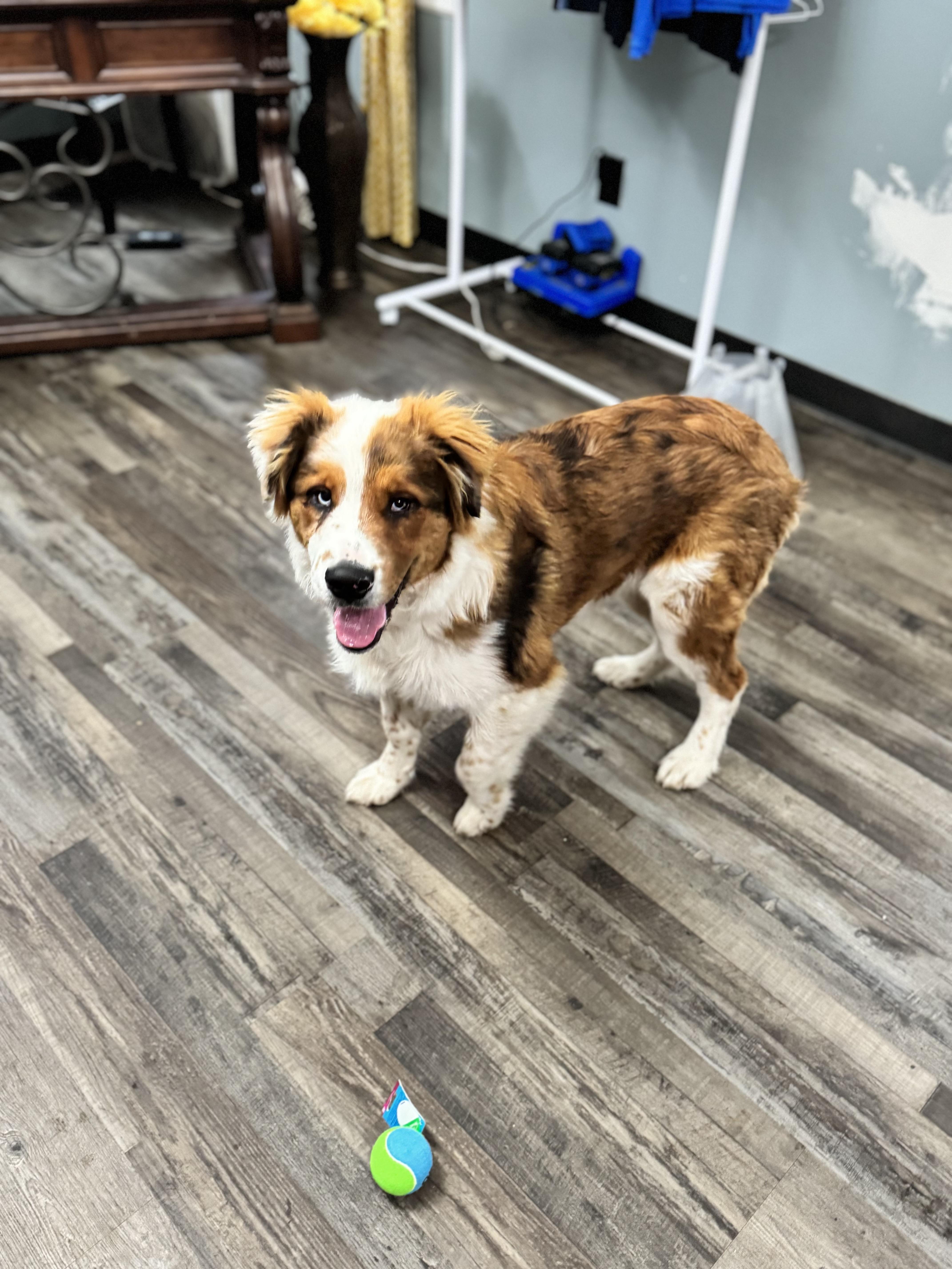 Enlarge Jolly, an adopted mixed breed in Sequatchie, TN image 1/5