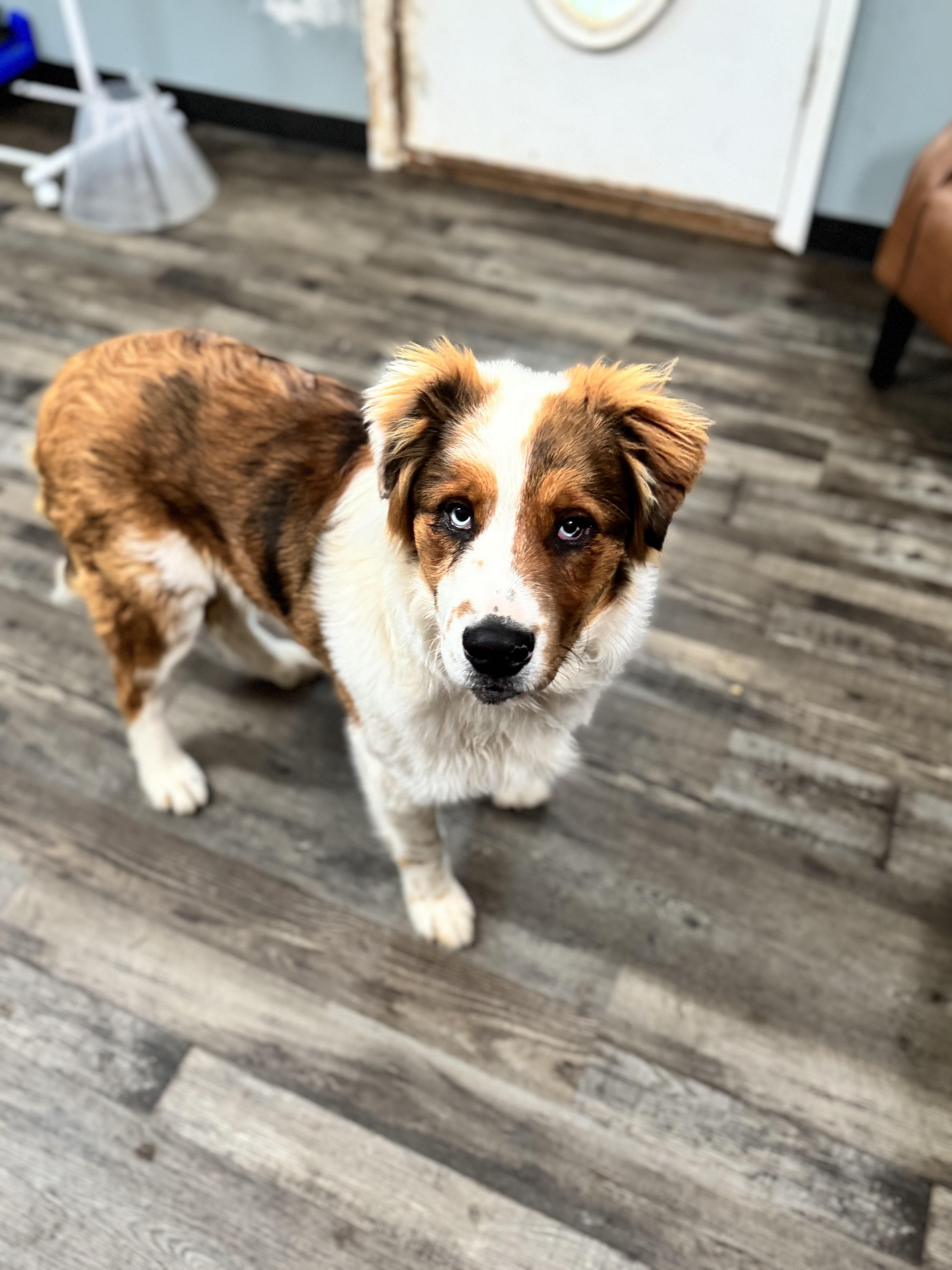 Enlarge Jolly, an adopted mixed breed in Sequatchie, TN image 4/5