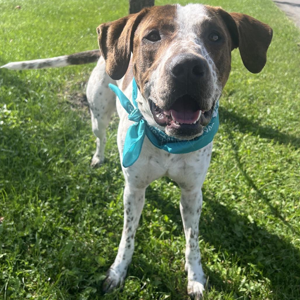 Fog Horn, Adoptable, Young Male Mixed Breed.
