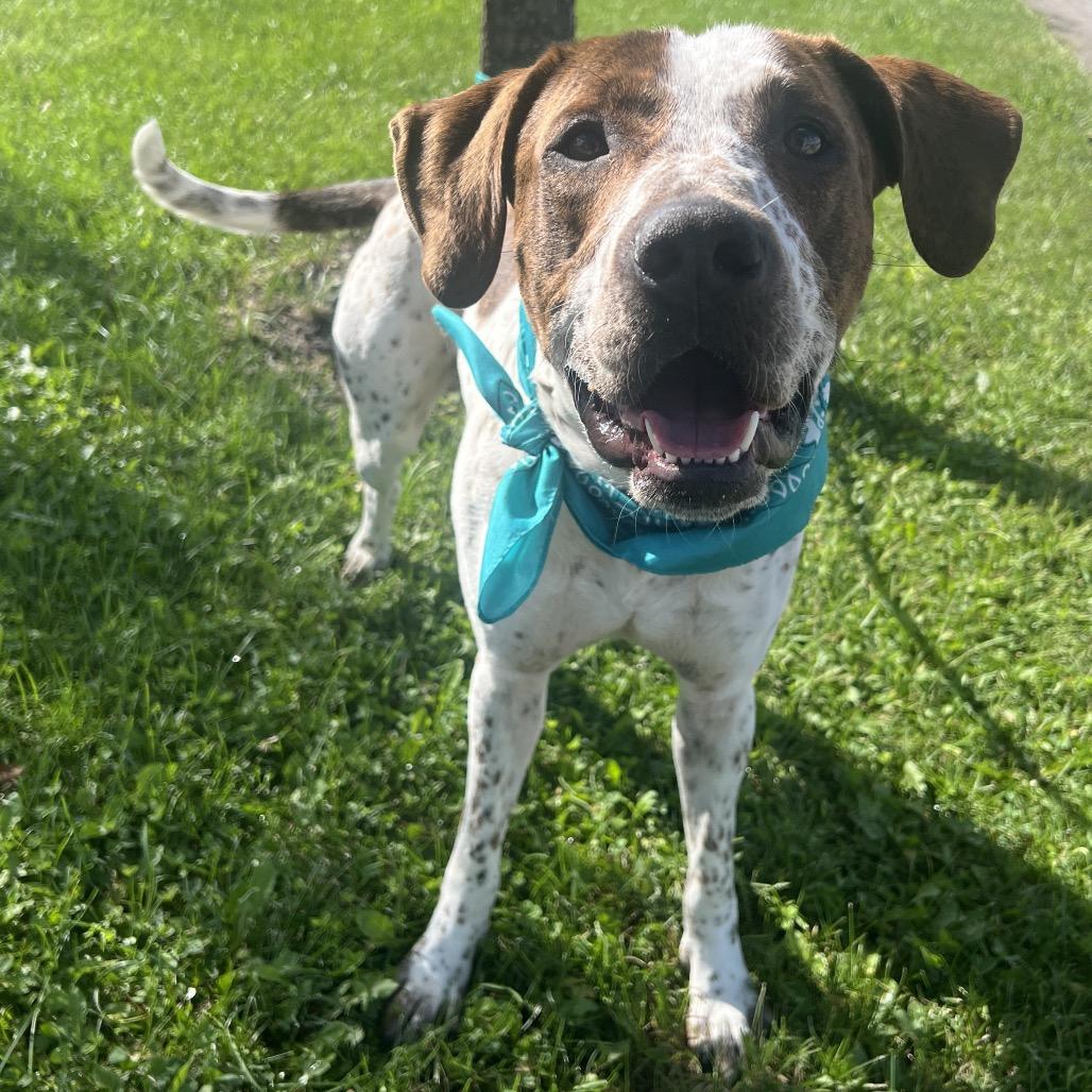 Enlarge Fog Horn, a Adoptable Mixed Breed in Canal Winchester, OH image 2/4