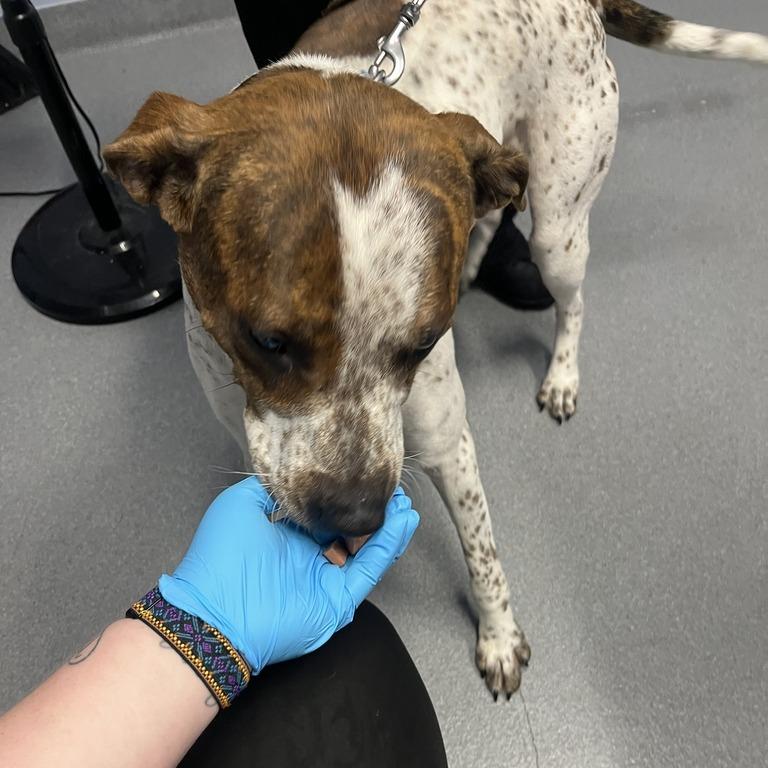 Enlarge Fog Horn, a Adoptable Mixed Breed in Canal Winchester, OH image 3/4