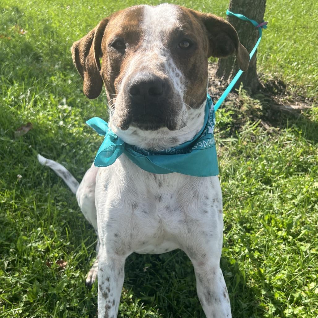 Enlarge Fog Horn, a Adoptable Mixed Breed in Canal Winchester, OH image 4/4