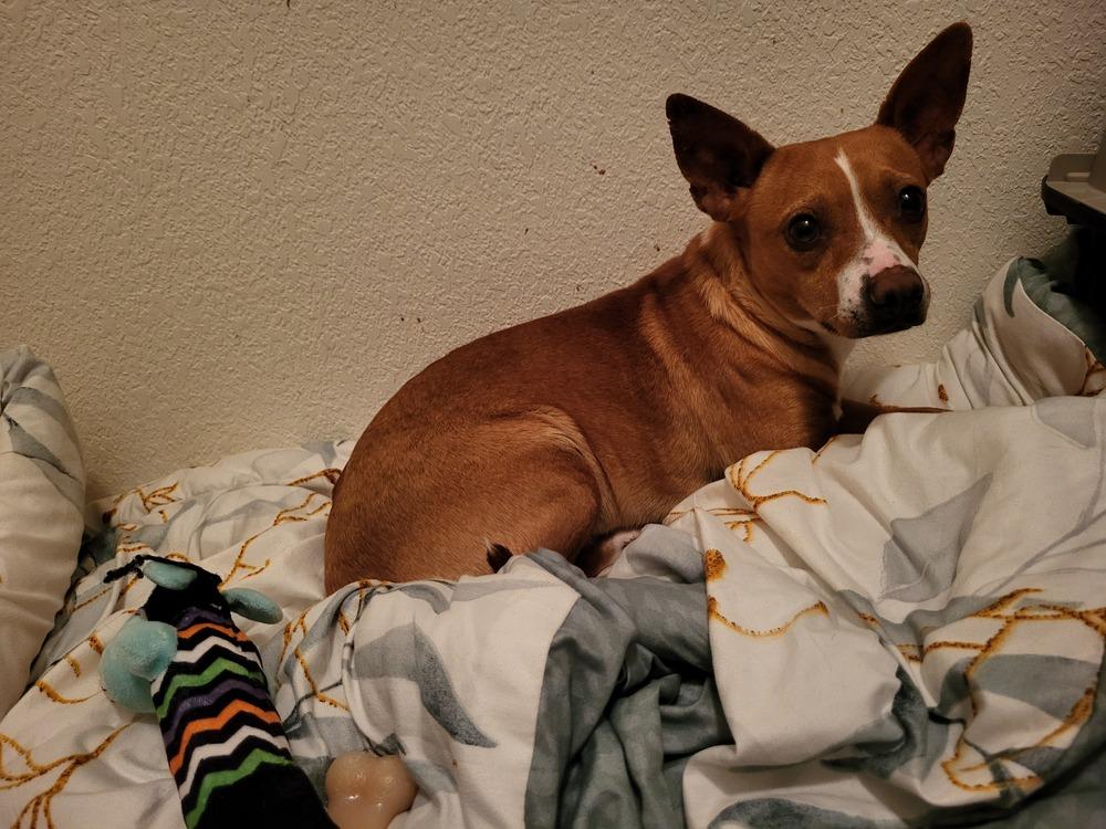 PEPINO, Adoptable, Adult Male Chihuahua.