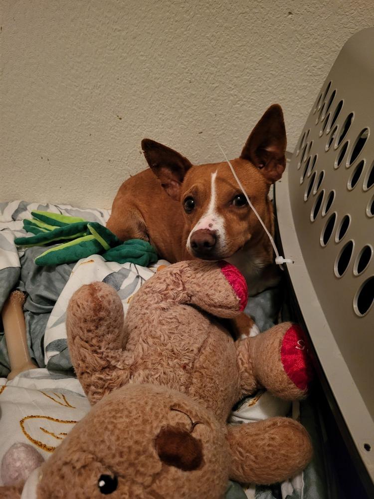 Enlarge PEPINO, a Adoptable mixed breed in Broomfield, CO image 2/4