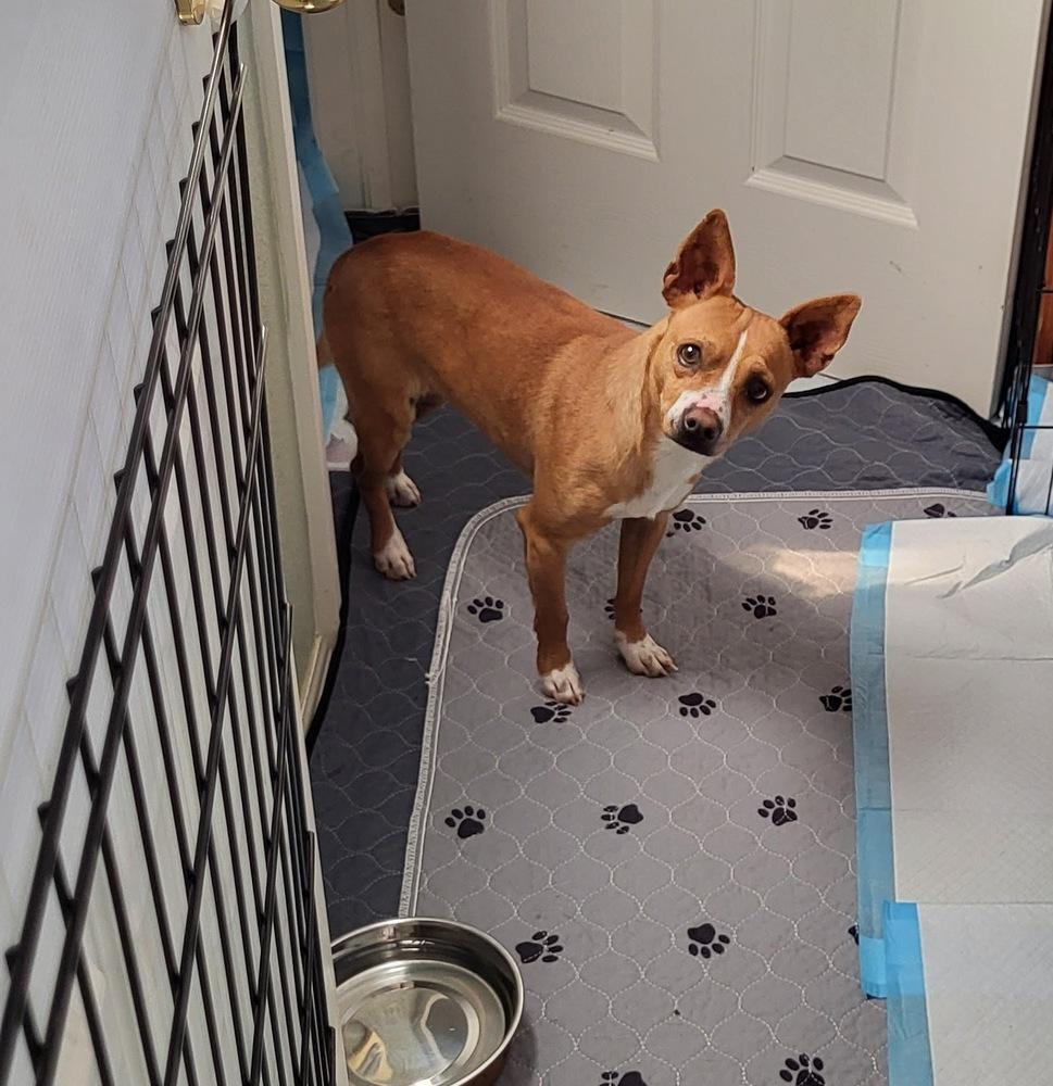 Enlarge PEPINO, a Adoptable mixed breed in Broomfield, CO image 3/4