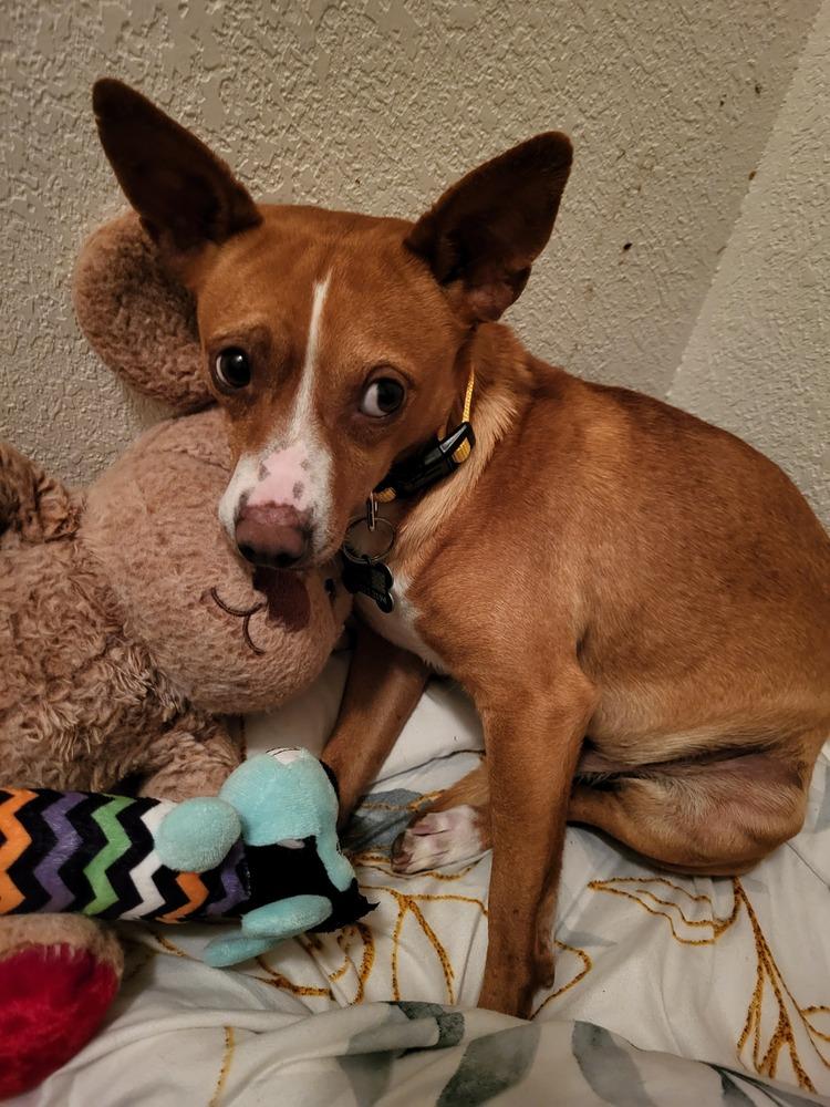 Enlarge PEPINO, a Adoptable mixed breed in Broomfield, CO image 4/4